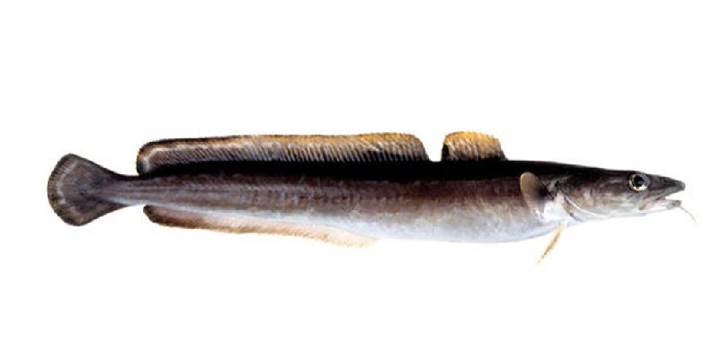Foto: Godfisk.no